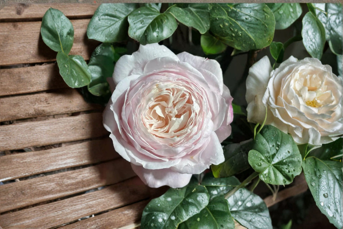 Cherry Pink Fragrant Garden Rose Live Plant – Rosa Hybrid with Shallow Cup-Shaped Blooms and Fruity Scent