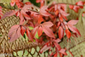Red Tip Photinia Live Plant – Evergreen Shrub for Privacy, Hedge, Landscape, Foundation Planting – Photinia × fraseri