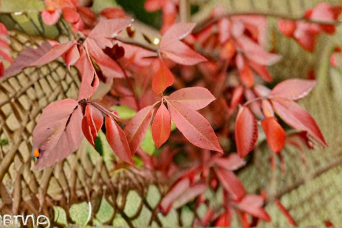 Red Tip Photinia Live Plant – Evergreen Shrub for Privacy, Hedge, Landscape, Foundation Planting – Photinia × fraseri