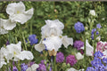 Immortality Iris Live Plant – White Bearded Perennial – Fragrant, Reblooming, Deer & Rabbit Resistant – Iris germanica