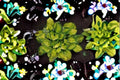 Rainforest Sunrise Hosta Plant – Variegated Golden-Green Foliage, Shade Garden, Perennial, Hosta ‘Rainforest Sunrise’