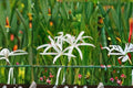 Crinum Americanum Live Bulb – White Pink Swamp Lily – Ornamental Tropical Flowering Bulb for Pondsides & Rain Gardens