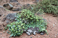 Live Umbrella Liverwort Plant – Marchantia polymorpha for Terrariums, Vivariums, Moss Gardens