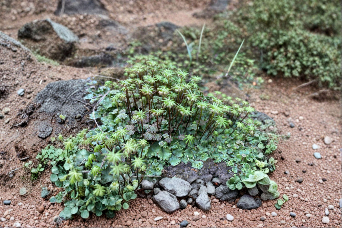 Live Umbrella Liverwort Plant – Marchantia polymorpha for Terrariums, Vivariums, Moss Gardens