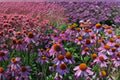 Purple Coneflower Live Plant – Echinacea purpurea Starter in Plug Size – Pollinator Attracting Perennial for Garden Beds