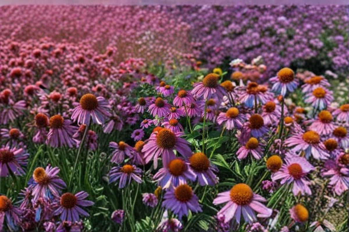 Purple Coneflower Live Plant – Echinacea purpurea Starter in Plug Size – Pollinator Attracting Perennial for Garden Beds