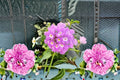 Lavender Lantana Live Plant – Groundcover with Lavender Flowers & Yellow Centers – Lantana montevidensis