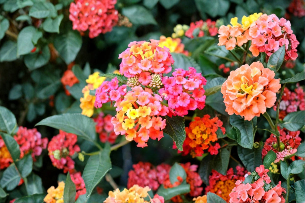 Lantana Camara Live Plant – Multicolored Flowering Shrub for Garden Beds & Containers – Butterfly & Pollinator Attractant