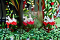 Hot Lips Sage Plants | Salvia microphylla ‘Hot Lips’ | Red & White Bi-Color Flowers | Perennial Shrub for Garden & Containers