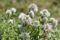 Hairy Mountain Mint Live Plant – 8-12 Inch Pycnanthemum verticillatum var. pilosum Perennial Herb for Gardens & Containers