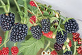 Apache Blackberry Live Plant – Thornless Bramble with Large Sweet Blackberries, Rubus fruticosus 'Apache' for Edible Gardens