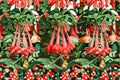 Fuchsia Gartenmeister Live Plant – Flowering Fuchsia hybrida for Containers & Hanging Baskets