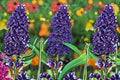 Black Knight Butterfly Bush Live Plant – Purple Flowering Shrub – Buddleia davidii for Butterfly Gardens & Pollinator Attracting