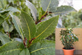 Bay Laurel Live Plant | 1-3 Plants | Aromatic Culinary Herb | Laurus nobilis | Evergreen Shrub for Garden & Container