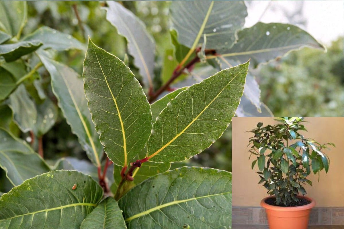 Bay Laurel Live Plant | 1-3 Plants | Aromatic Culinary Herb | Laurus nobilis | Evergreen Shrub for Garden & Container