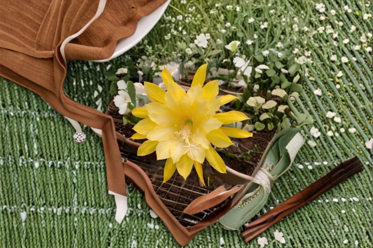 Epiphyllum Morning Sunshine Cutting – Tropical Orchid Cactus Propagation Stem, 6-8 Inches, Indoor Container Plant, Epiphyllum spp.