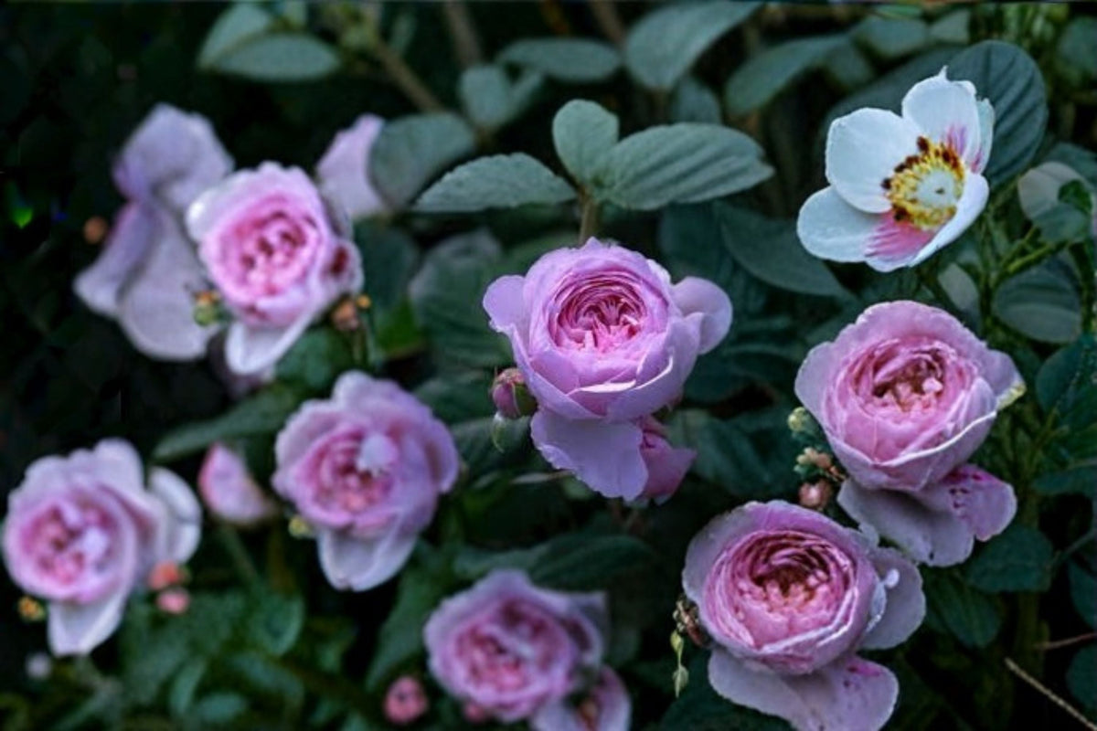 Rainy Blue Climbing Rose Live Plant – Blue Purple Repeat Blooming Rose for Trellises & Gardens