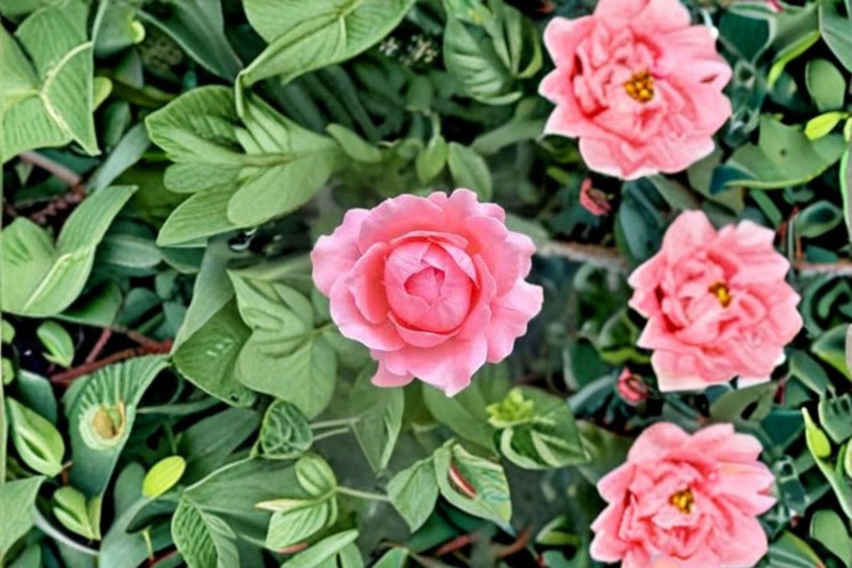 Anne-Sophie Pic Rose Live Plant – Fragrant Heat-Resistant Repeat Blooming Garden Rose Rosa hybrid