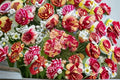 All American Magic Rose Live Plant – 1.5 Gal Grandiflora Rose with Multicolor Striped Blooms & Fragrance