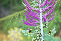 Santa Barbara Mexican Sage Plant | Salvia leucantha ‘Santa Barbara’ | Purple Flowering Perennial Shrub