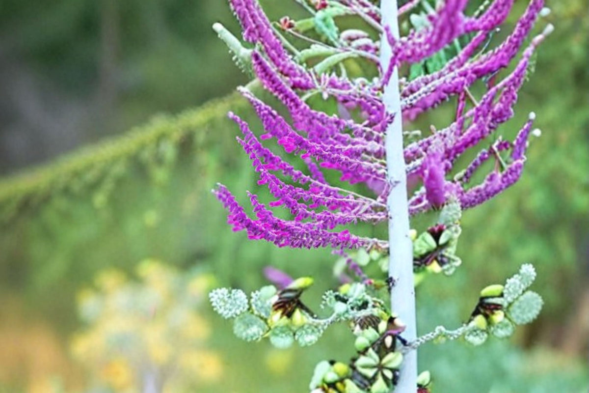 Santa Barbara Mexican Sage Plant | Salvia leucantha ‘Santa Barbara’ | Purple Flowering Perennial Shrub