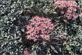 Black Lace Elderberry Shrub Quart Pot, Ornamental Sambucus nigra with Pink Flowers, Dark Purple Foliage Plant