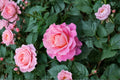 Neptune King Terrazza Rose Live Plant – Compact Fragrant Balcony Garden Rose Rosa hybrid