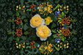 Yellow Japanese Garden Rose Live Plant – Disease-Resistant, Repeat Blooming, Fragrant, Own Root, Patio & Landscape