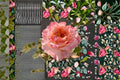Special Love Song Rose Live Plant – Pink Ornamental Garden Rose Rosa hybrid for Borders & Containers