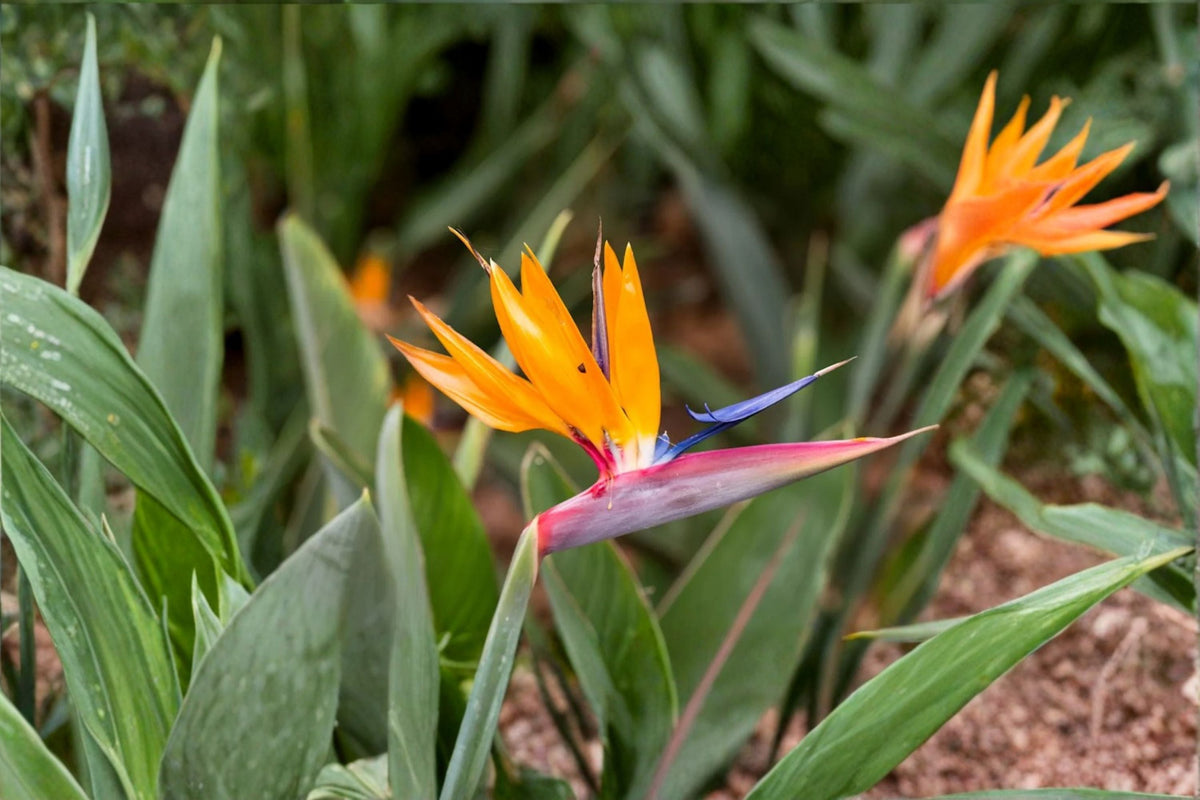 Bird of Paradise Plants – Mandela's Gold & White Strelitzia, Tropical Ornamental Live Starter Plants for Gardens & Containers