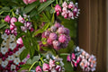 Mysore Raspberry Live Plant – Rubus niveus Fruiting Shrub for Edible Gardens and Food Forests