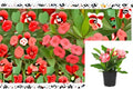 Crown of Thorns Cutting – Euphorbia milii Succulent Plant with Pink and Red Bracts for Propagation and Container Gardening
