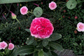 Pink Rose Live Plant – 1.5 Gal Own-Root Rosa 'Love's Me Love's Me Not' with Fragrant Pink Blooms