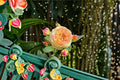 Rosomane Janon French Rose Live Plant – Fragrant Repeat Blooming Shrub with Color-Changing Large Flowers, Garden or Patio Plant
