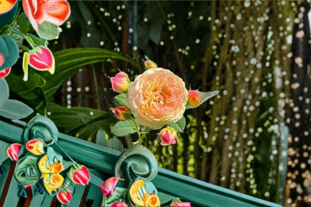 Rosomane Janon French Rose Live Plant – Fragrant Repeat Blooming Shrub with Color-Changing Large Flowers, Garden or Patio Plant