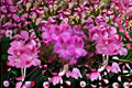 Regal Geranium Cutting – Pelargonium × domesticum – Purple Flowers, Flowering Plant, Garden & Container Propagation