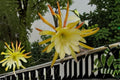 Epiphyllum Kings Ransom Cutting – Orchid Cactus, Tropical Epiphyllum spp., Unrooted Stem for Propagation