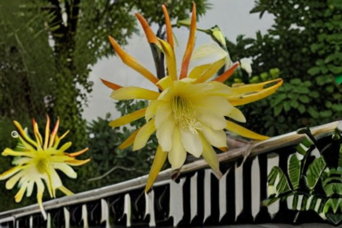 Epiphyllum Kings Ransom Cutting – Orchid Cactus, Tropical Epiphyllum spp., Unrooted Stem for Propagation