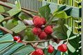 Seedless Che Scions – Cudrania tricuspidata Fruit Tree Grafting Material – Rare Mulberry Relative