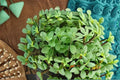 Marjoram Live Plant – Culinary Herb, Aromatic, Origanum majorana, Full Sun, Well-Drained Soil, Container or Garden