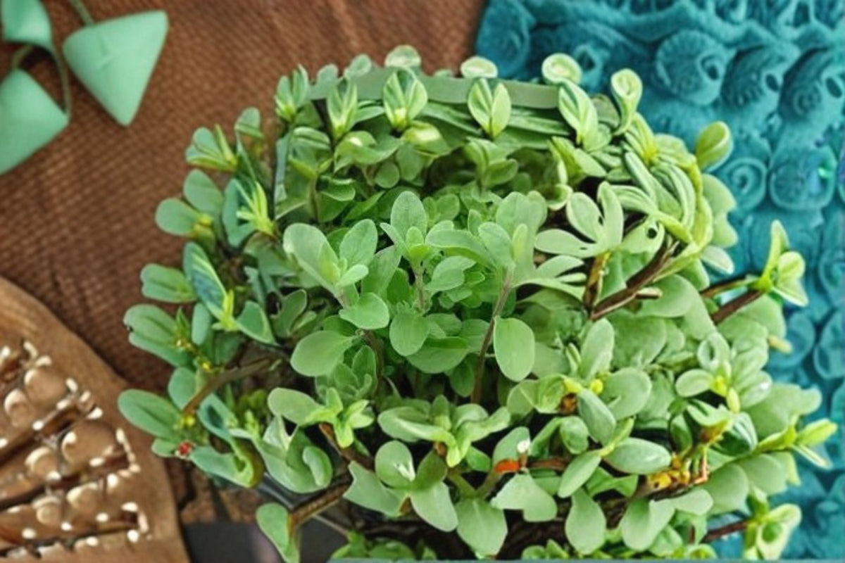 Marjoram Live Plant – Culinary Herb, Aromatic, Origanum majorana, Full Sun, Well-Drained Soil, Container or Garden
