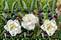 White Gardenia Plant – Fragrant Evergreen Shrub for Borders & Containers – Gardenia thunbergia
