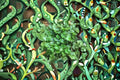 Umbrella Liverwort Live Plant – Marchantia polymorpha for Terrariums, Vivariums, Shade & Moisture Plants