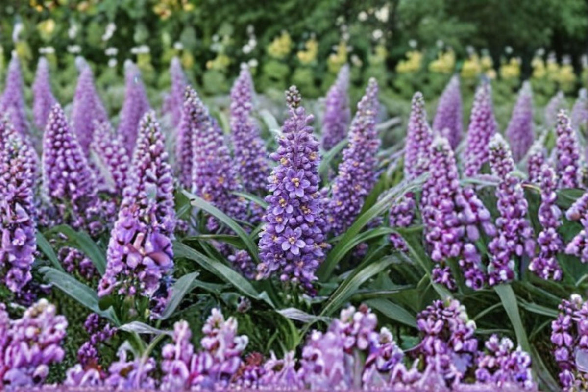 Big Blue Liriope Live Plant – Evergreen Ground Cover with Blue Flowers – Liriope muscari 'Big Blue'