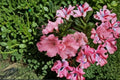 Pink Gumpo Dwarf Azalea Live Starter Plant – Compact Evergreen Shrub with Soft Pink Flowers, Rhododendron 'Pink Gumpo'