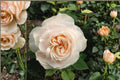 Royal Diva Rose Live Plant – Own Root Shrub with Large 11-12cm Blooms, Repeat Flowering, Disease Resistant, Rosa hybrid