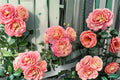 Augusta Luise Rose Live Plant – Fragrant Repeat Blooming Cut Rose – Own Root Rosa hybrid for Garden, Patio, Floral Arrangements