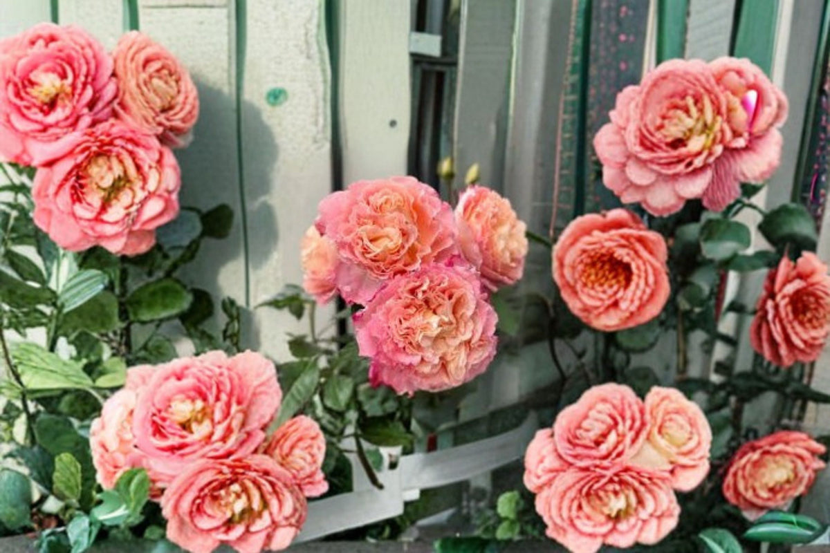 Augusta Luise Rose Live Plant – Fragrant Repeat Blooming Cut Rose – Own Root Rosa hybrid for Garden, Patio, Floral Arrangements