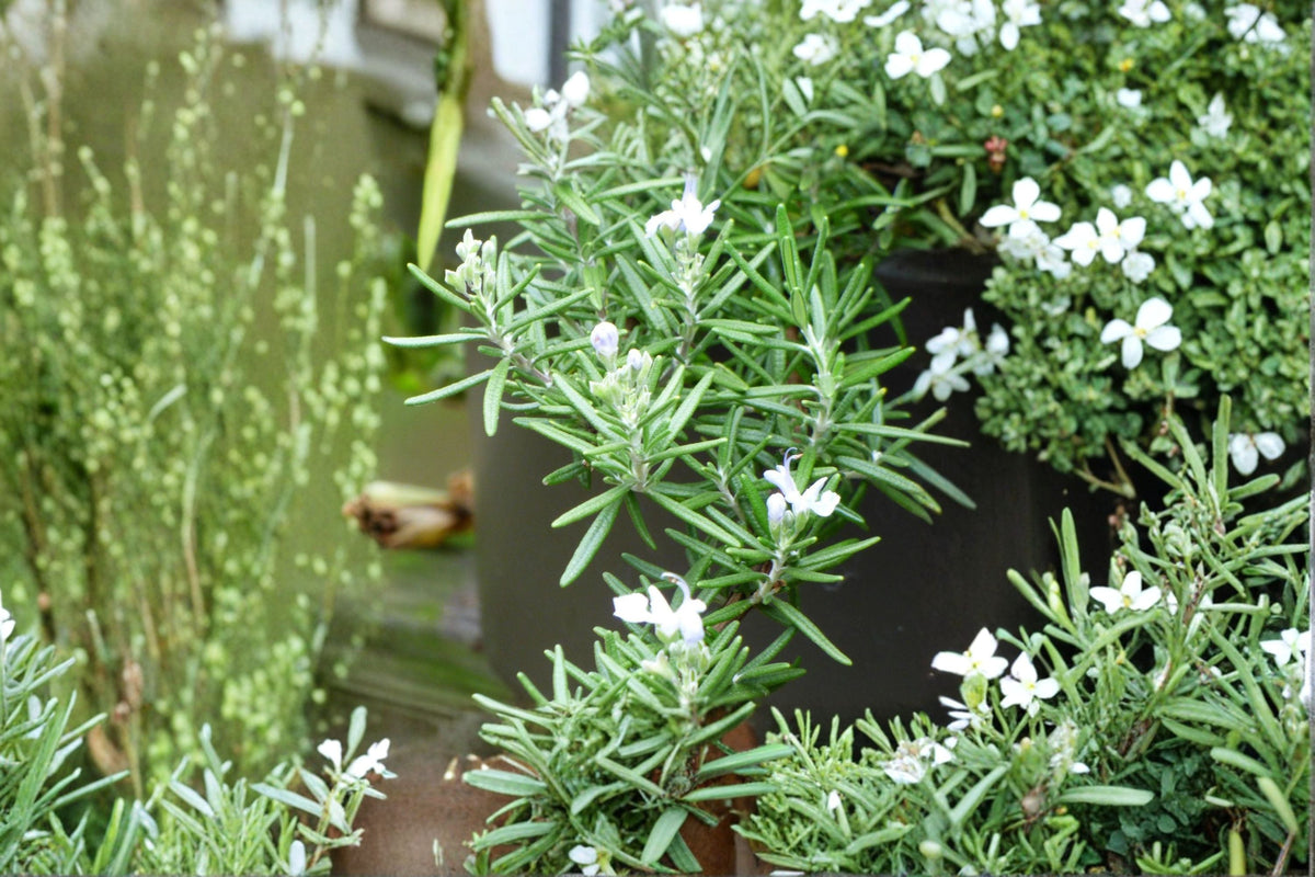 Trailing Rosemary Live Starter Plant – Rosmarinus officinalis 'Prostratus' – Fragrant Evergreen Herb for Containers & Gardens