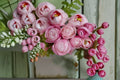 Strawberry Macaron Rose Live Plant – Fragrant Repeat Blooming Shrub Rosa Hybrid for Garden & Patio